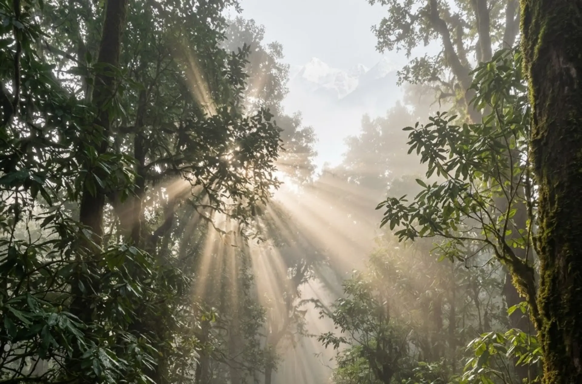 Enchanting Sikkim Hills & Darjeeling Honeymoon Journey