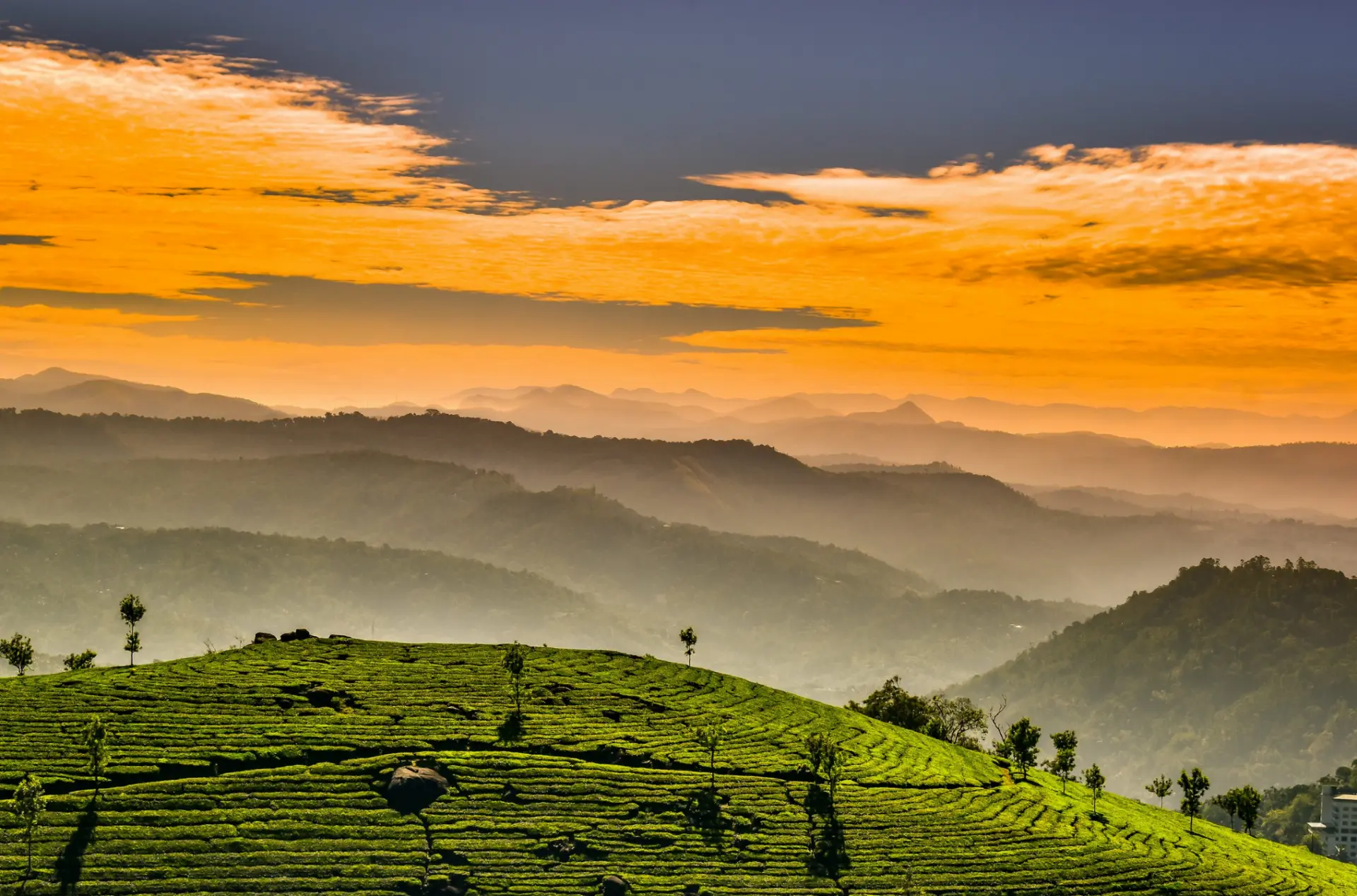 Kerala Nature Trails – Munnar Thekkady Alleppey Backwater Journey