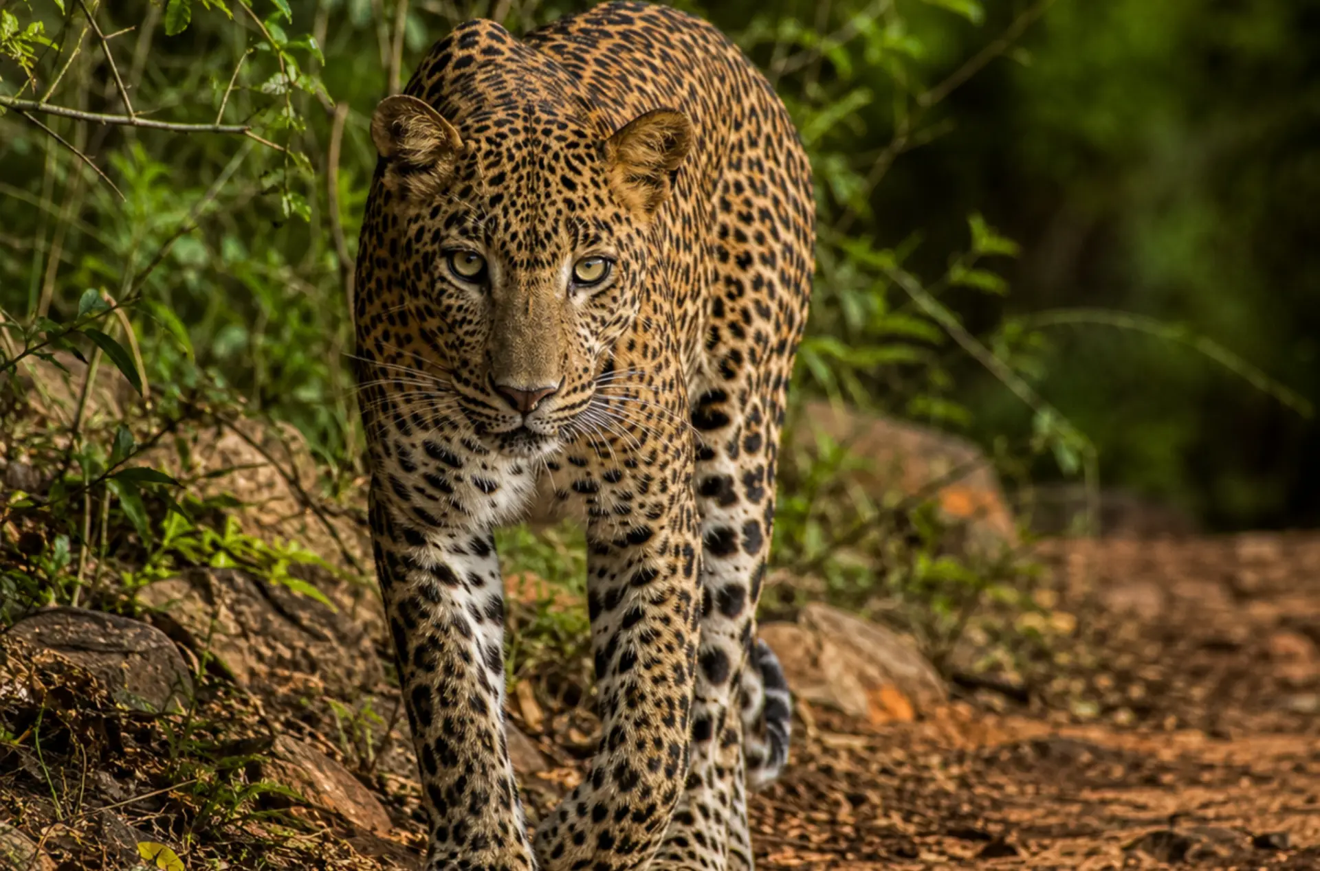 Sri Lanka Love Trail with Beaches & Hill Country Retreat – Hindustan Trips